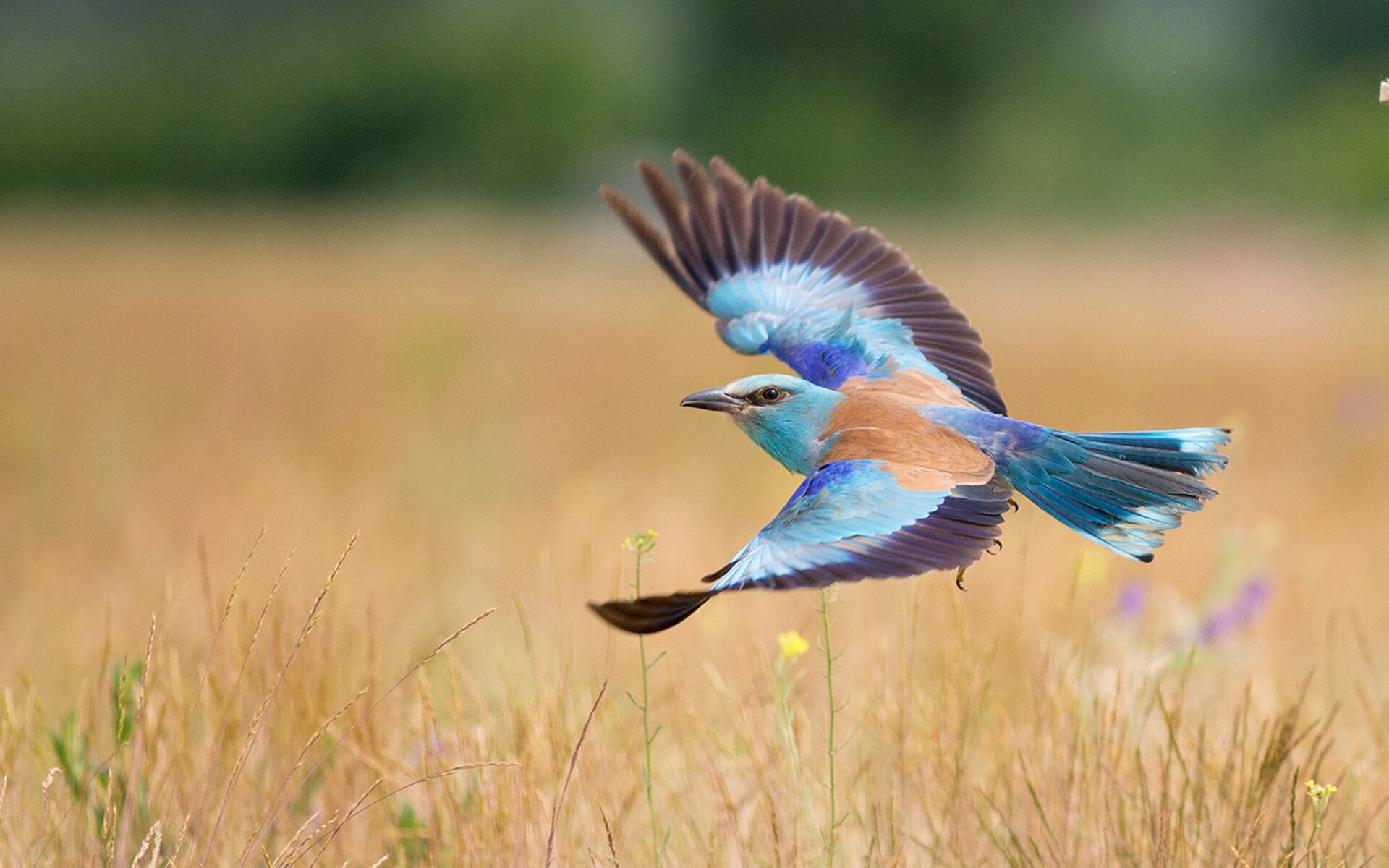 嘉宾访谈:冠军运动员谈比赛趣事,冠军采访