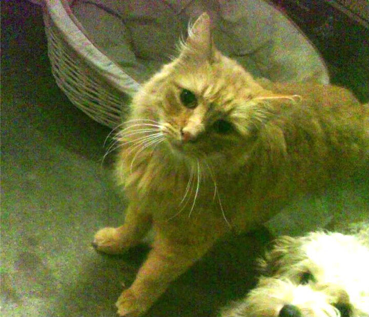 B体育中国内陆官方网站-球员之间的友谊和竞争，体育精神的最佳体现，球员之间用什么语言交流