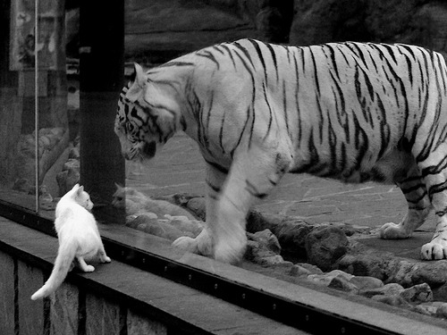 体育培训市场收费标准监管机制探讨，体育培训费属于哪一个科目