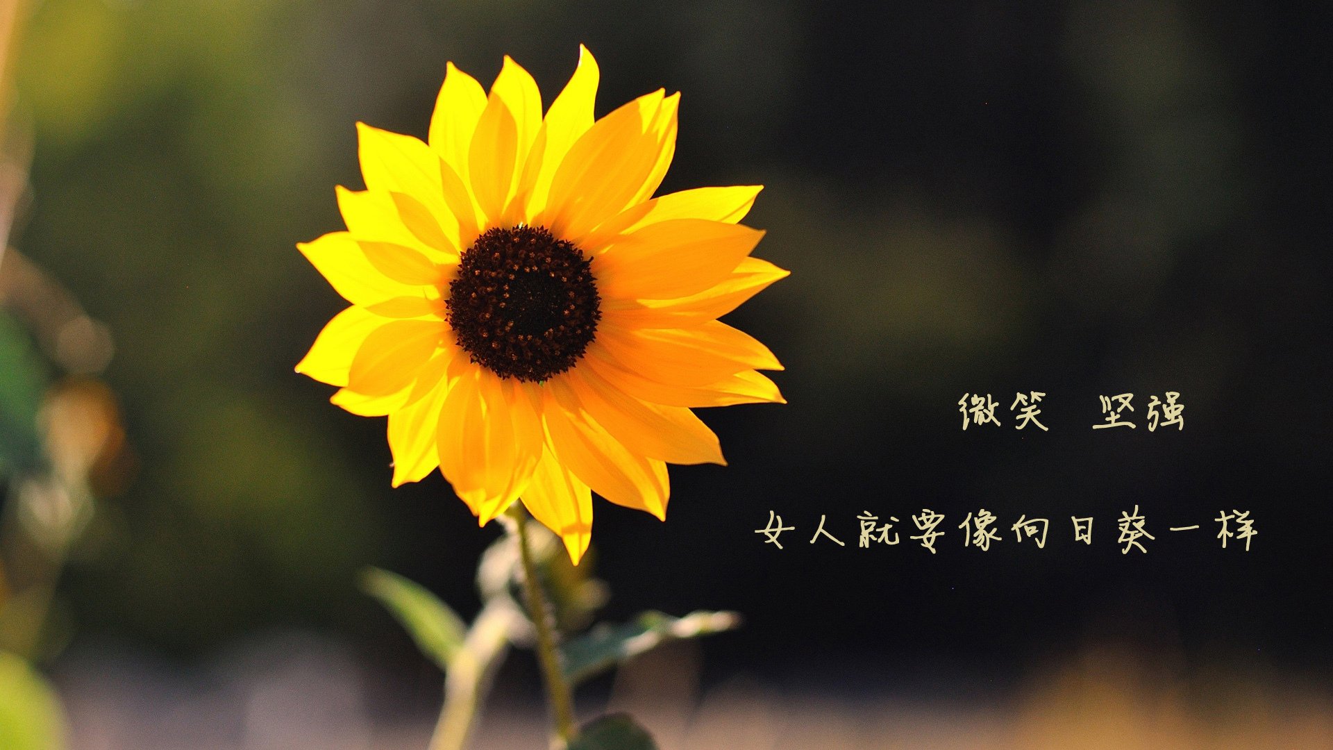 国足控球主导战术对抗防反战术成效，足球 防守反击