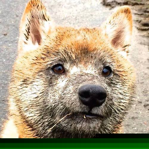 意甲明星球员场下品牌价值增长路径，2021意甲球星