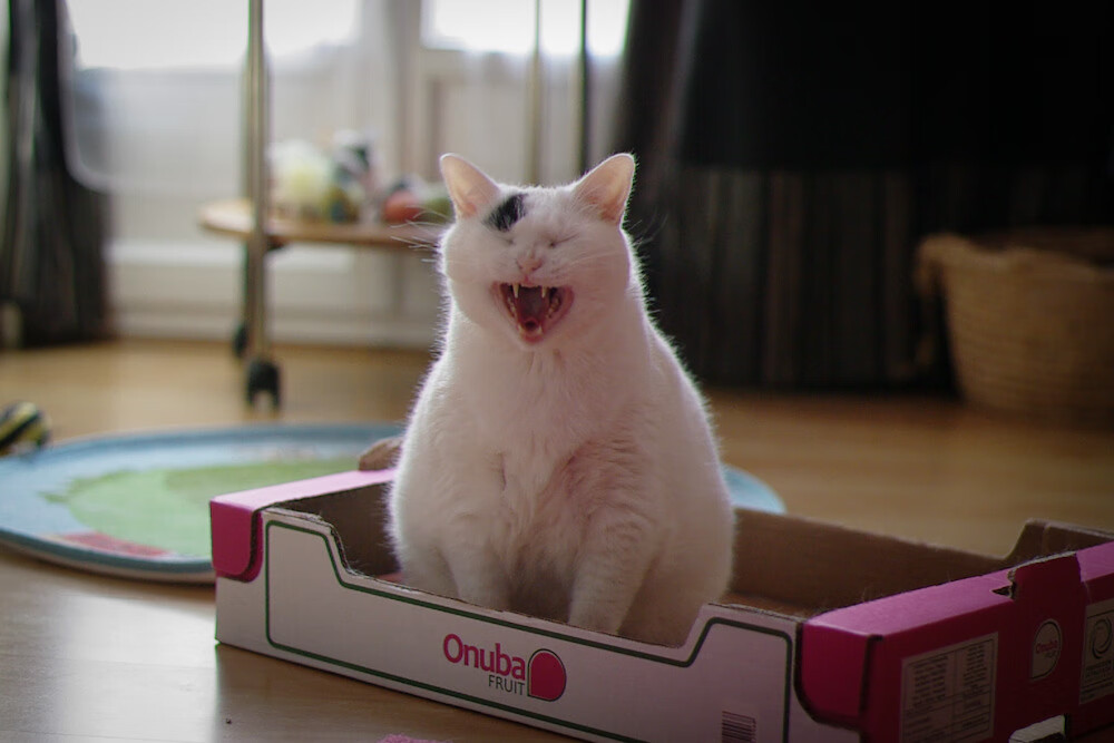 青训小将参加国际训练营展现中国篮球后备力量潜能,国家青训队篮球